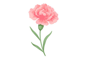 Single pink carnation flower with detailed petals and green foliage isolated on white