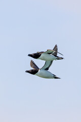 Razorbill (Alca torda) North Atlantic cliffs and rocky coasts