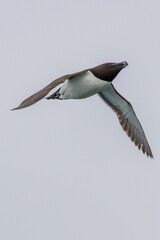 Razorbill (Alca torda) North Atlantic cliffs and rocky coasts
