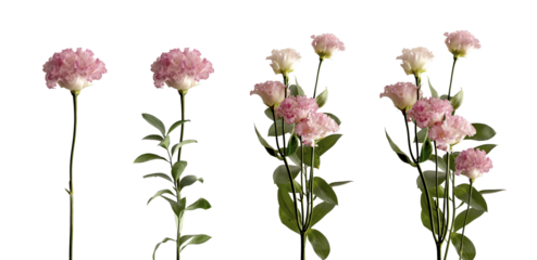 Carnation flower set with pink petal bloom, tender delicate beauty, stems and branchs, leaf greenery