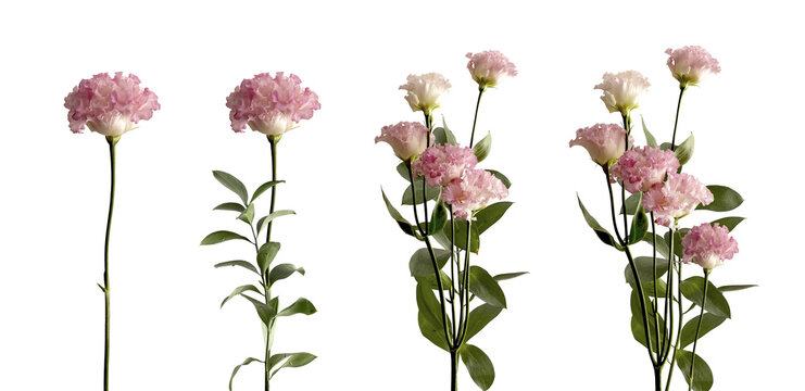 Carnation flower set with pink petal bloom, tender delicate beauty, stems and branchs, leaf greenery