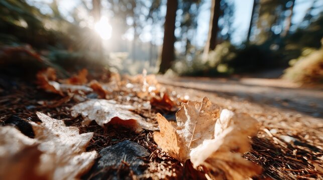 In a serene forest setting, autumn leaves blanket the ground as sunlight filters through trees, creating a tranquil atmosphere depictive of nature's beauty.