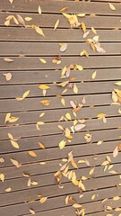 Wood flooring, autumn leaves, fallen leaves on wood flooring, wood flooring texture, simple autumn background, simple autumn photo