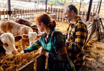 Male and female farmers working together on a cow farm they take care of the young calves. © Zoran Zeremski