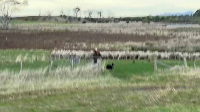 Driving view of a farmer herding a large flock of sheep with working dogs in rural Tasmania. A white ute drives past green paddocks and tussock grass in the Australian countryside.