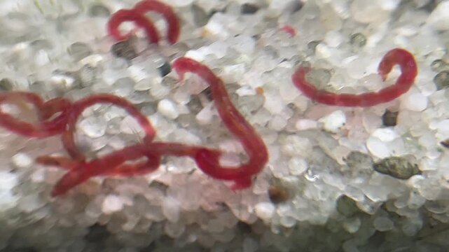 M&uuml;ckenlarven, Larven, Blutwurm in einem Aquarium als Futter.