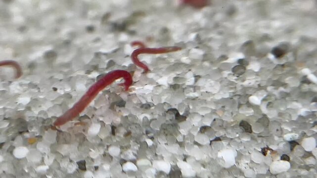 M&uuml;ckenlarven, Larven, Blutwurm in einem Aquarium als Futter.