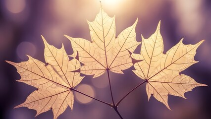 Golden maple leaves backlit by sunlight in autumn