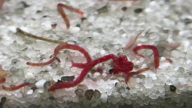 M&uuml;ckenlarven, Larven, Blutwurm in einem Aquarium als Futter.