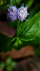 Closeup of a delicate purple flower with green leaves.