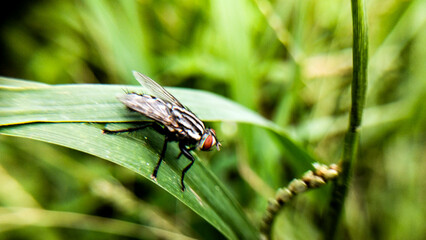 Fly resting on a green leaf.