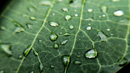 Macro photograph of fresh water droplets on a green leaf.