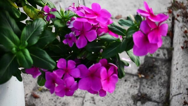 Swaying pink Catharanthus Roseus branch in the wind - close-up nature footage.
