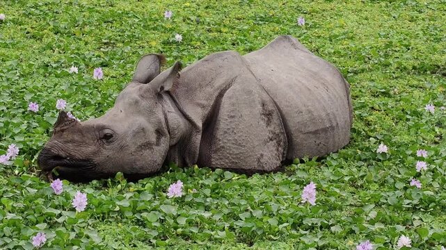 One-horned rhinoceros of Kaziranga National Park Assam, India grazing and eating in a pond