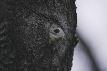 Obraz premium A Ezo flying squirrel looking out from its tree hole