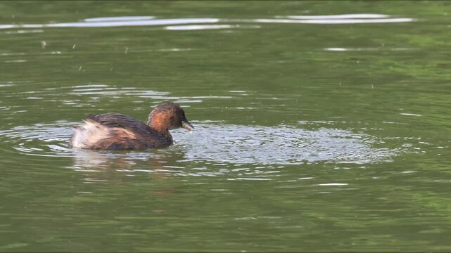 Little Grebe or Dabchick (Tachybaptus ruficollis) adult eating a fish it has caught. August, Kent, UK Slow motion x5