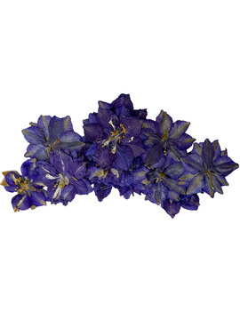 pressed blue small flower gathering png cutout 