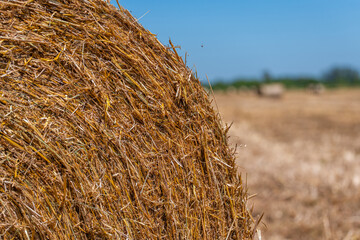 Abstract Macro Texture of Dry Hay Bale Straw