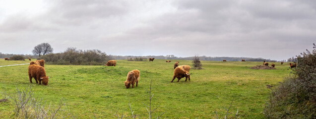 Highland cows from Scotland, widely introduced in the Netherlands to avoid vegetation overgrowth in natural areas