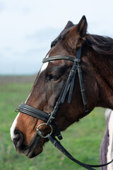 Obraz premium Portrait of a brown horse's face, profile, in horse tack, on a walk.