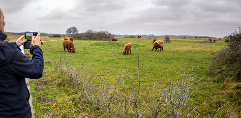 Person taking a picture of a herd of highland cows from Scotland, widely introduced in the Netherlands to avoid vegetation overgrowth in natural areas