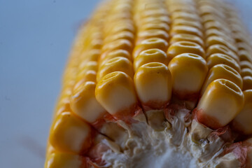 Extreme Macro Detail of Corn Kernels and Cob with Shallow Depth of Field