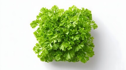 Top down view of a healthy bundle of bright green ruffled curly parsley showcasing its fresh texture and natural appeal for use in cooking recipes and as a culinary garnish on a white backdrop