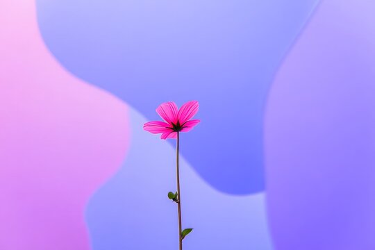 Single Pink Cosmos Flower Against Abstract Pastel Background