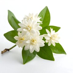 Fototapeta premium Delicate White Jasmine Flowers with Lush Green Leaves on White.