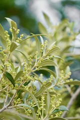 Obraz premium Olive Twig with Small Buds – Close-Up of Pre-Flower Growth and Leaves 