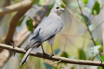 A male shikra bird with red iris.