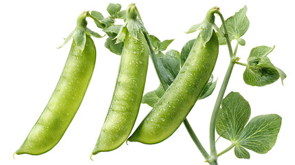 Three green pea plants side by side with pods on transparent background