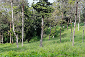 Lush Green Forest Meadow with Sunlit Trees on a Gentle Hillside