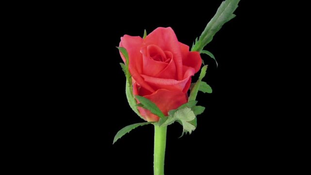 Time lapse of opening orange Lambada rose isolated on black background