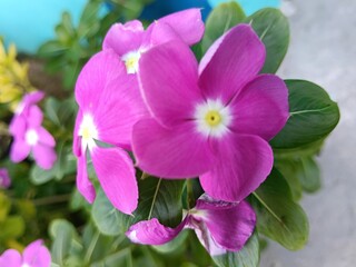 pink orchid in garden