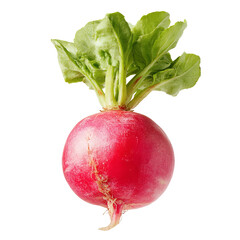 Single red radish with green leaves