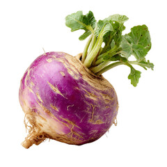 Purple turnip with green leaves (4)