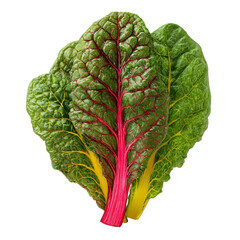 Close-up vibrant red-veined green leaf (1)