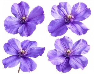 Four purple clematis flowers on a white background