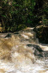 A river stream flowing in forest