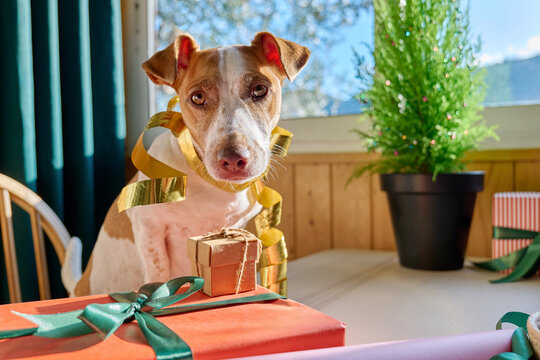 Portrait of Jack Russell Terrier Dog near xmas tree on the table with christmas adobes at home