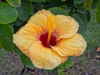 Close-up of a large yellow hibiscus flower with a red center and green leaves surrounding it. © Leiter1940s