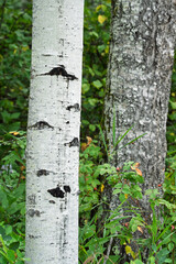 Tree with a lot of bark and a few holes in it