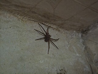 close-up shot of a large, dark brown spider clinging to the corner of a light-colored, textured, and slightly dirty ceiling or wall.