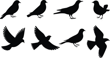 Bird silhouette illustration, flying and standing poses, black vector set, avian motion design, nature animal icon pack,