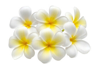 Obraz premium White and yellow plumeria flowers isolated on transparent background for decoration and design