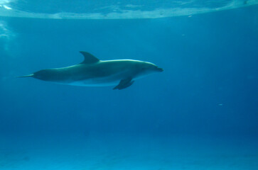 Fototapeta premium イルカ