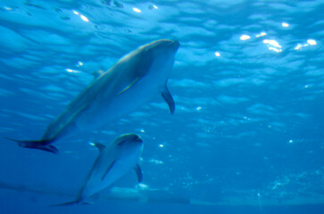 Fototapeta premium イルカ