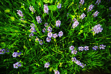 Green Leaves.Nature background. The natural background in the park, with blurred winds, fresh air and coolness.