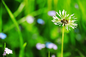 Green Leaves.Nature background. The natural background in the park, with blurred winds, fresh air and coolness.
